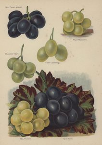 Mrs Pinces Muscat, Royal Muscadine, Chasselas Vibert, Fosters Seedling, Mrs Pearson, Gros Maroc by English School